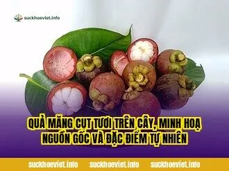 Quả măng cụt tươi trên cây, minh hoạ nguồn gốc và đặc điểm tự nhiên
