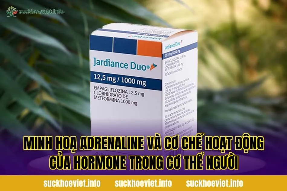 Minh hoạ adrenaline và cơ chế hoạt động của hormone trong cơ thể người