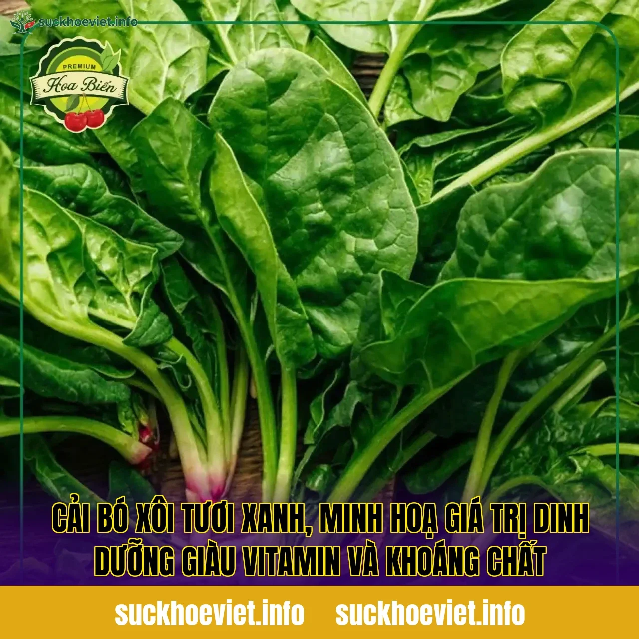 Cải bó xôi tươi xanh, minh hoạ giá trị dinh dưỡng giàu vitamin và khoáng chất