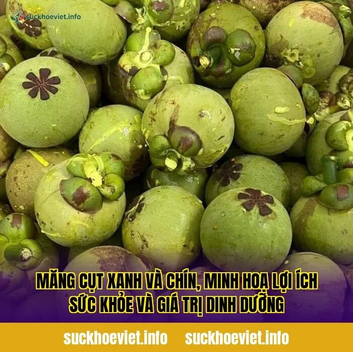 Măng cụt xanh và chín, minh hoạ lợi ích sức khỏe và giá trị dinh dưỡng