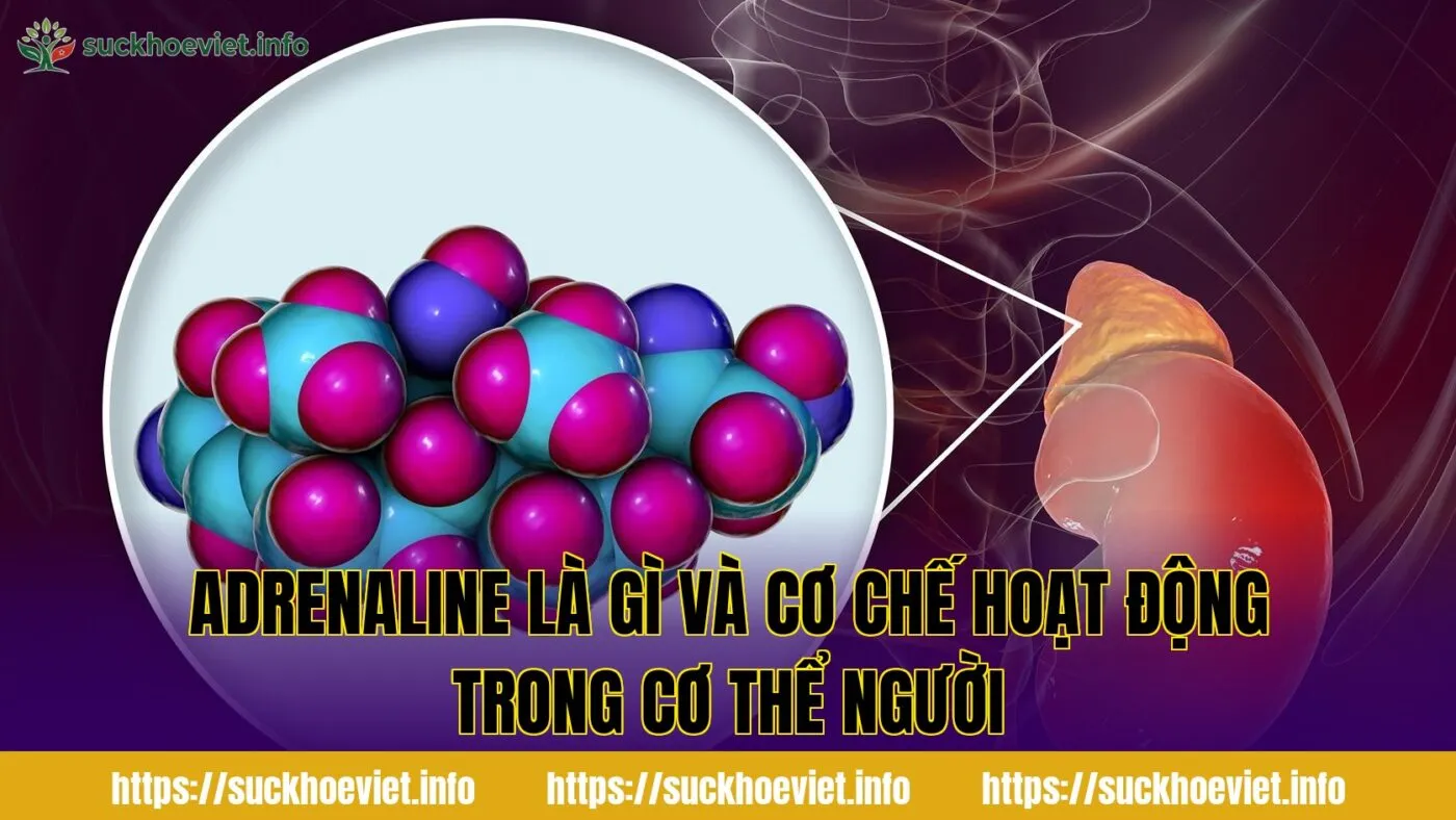 Adrenaline là gì và cơ chế hoạt động trong cơ thể người