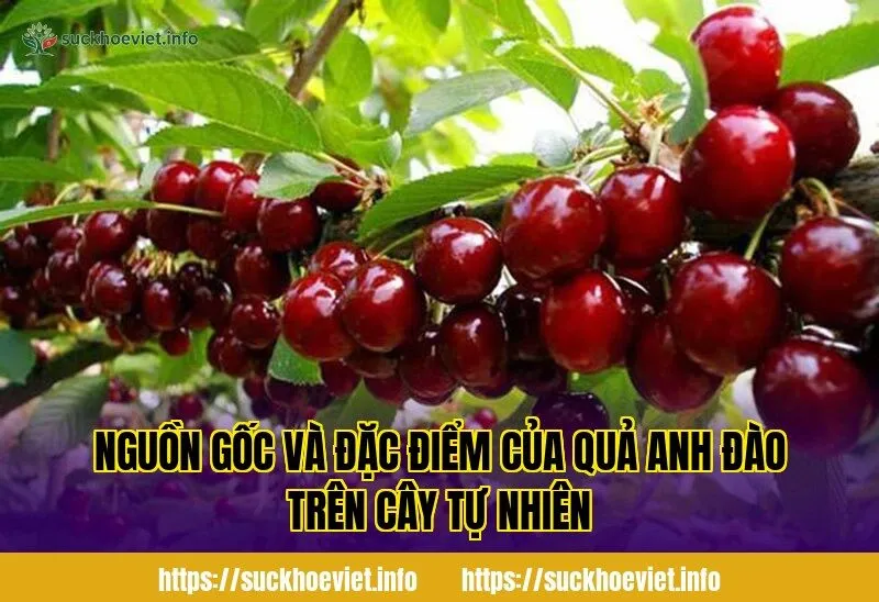 nguồn gốc và đặc điểm của quả anh đào trên cây tự nhiên