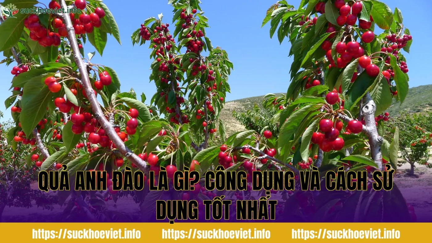 Quả anh đào là gì? Công dụng và cách sử dụng tốt nhất