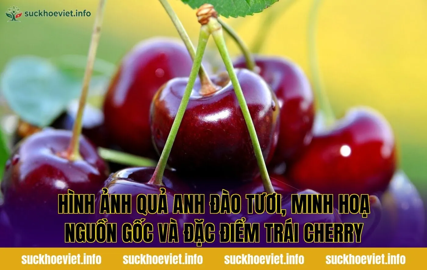 Hình ảnh quả anh đào tươi, minh hoạ nguồn gốc và đặc điểm trái cherry