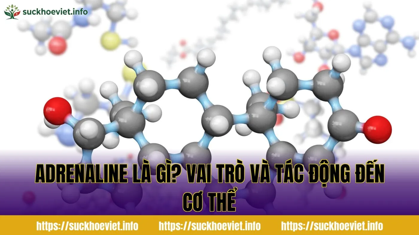 Adrenaline là gì? Vai trò và tác động đến cơ thể