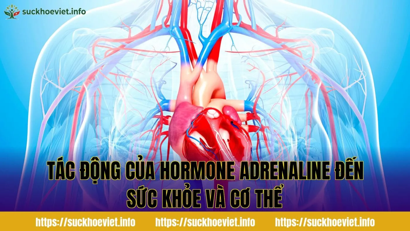 Tác động của hormone adrenaline đến sức khỏe và cơ thể