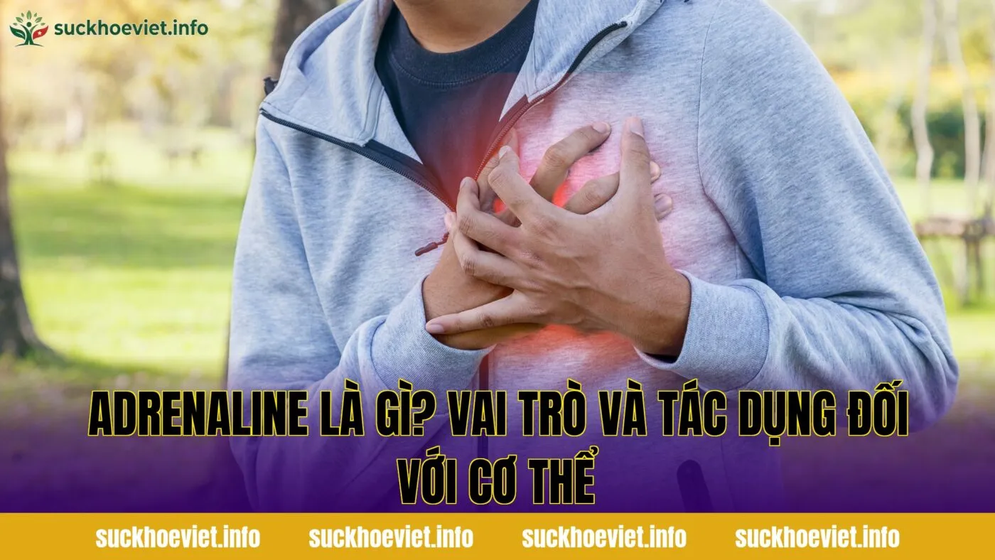 Adrenaline là gì? Vai trò và tác dụng đối với cơ thể