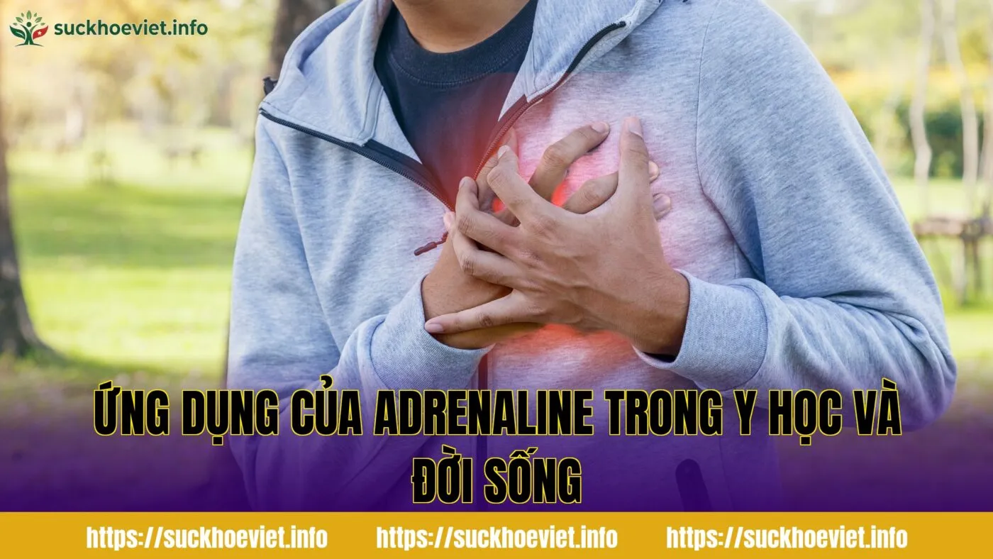 Ứng dụng của adrenaline trong y học và đời sống