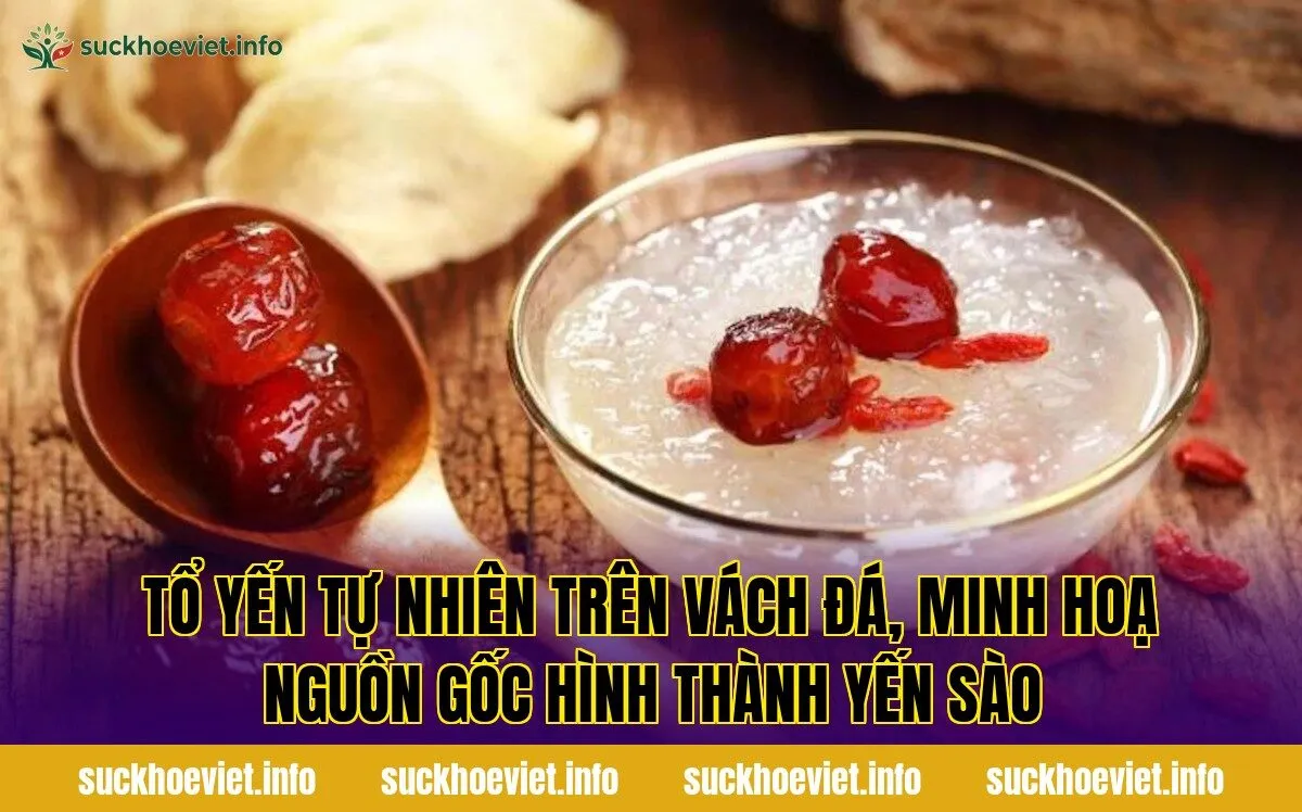 Tổ yến tự nhiên trên vách đá, minh hoạ nguồn gốc hình thành yến sào