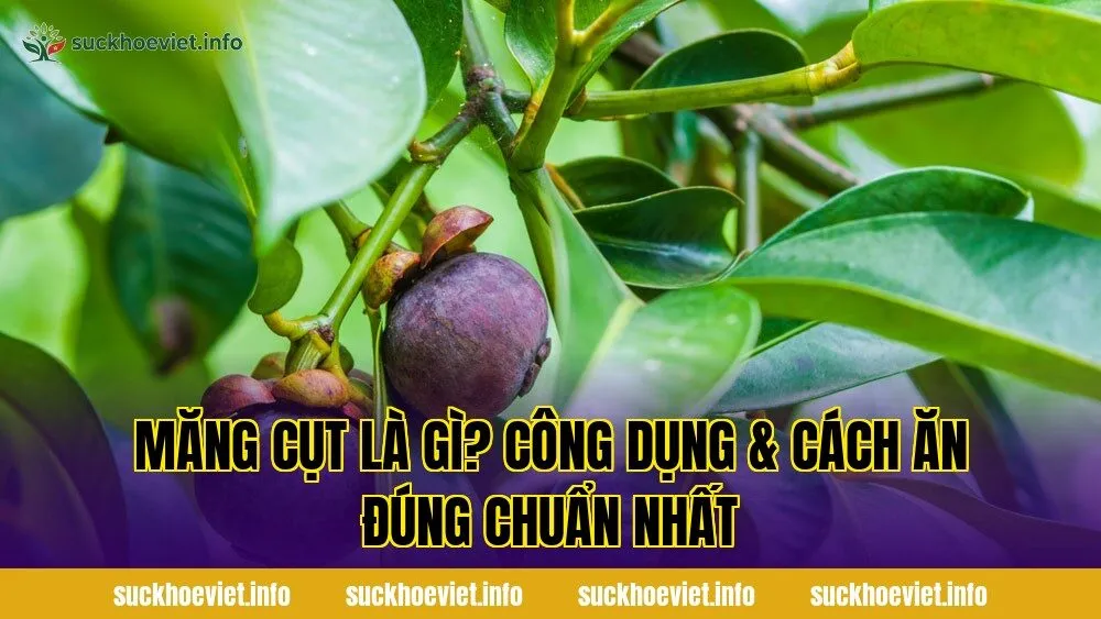 Măng cụt là gì? Công dụng & cách ăn đúng chuẩn nhất