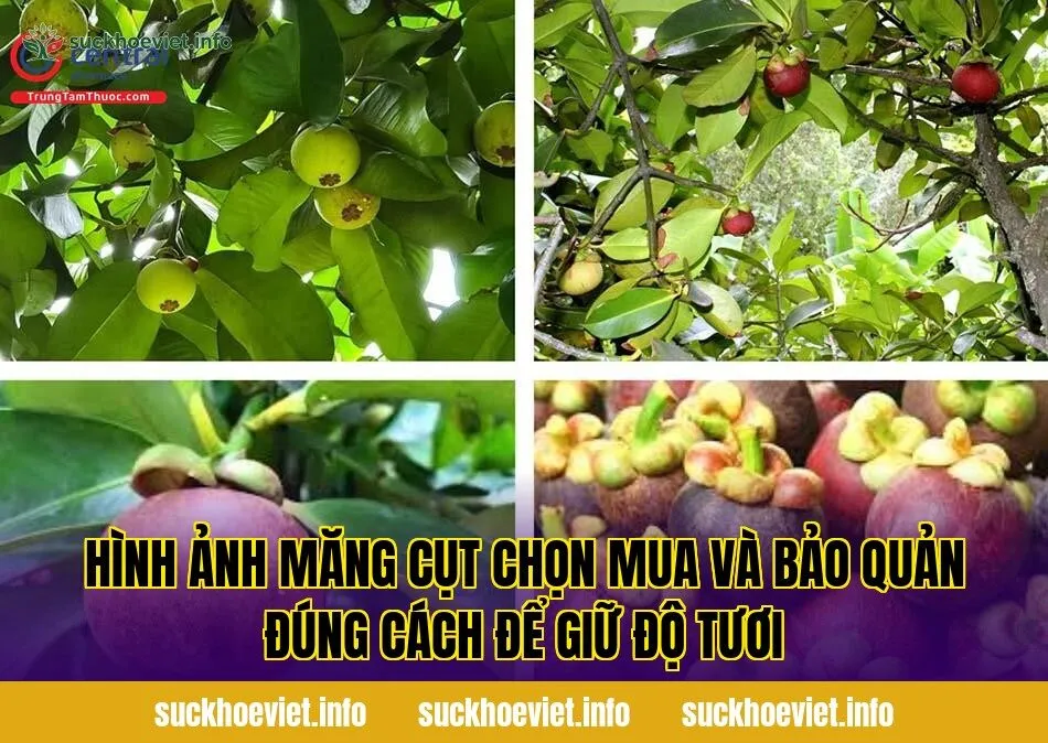 Hình ảnh măng cụt chọn mua và bảo quản đúng cách để giữ độ tươi