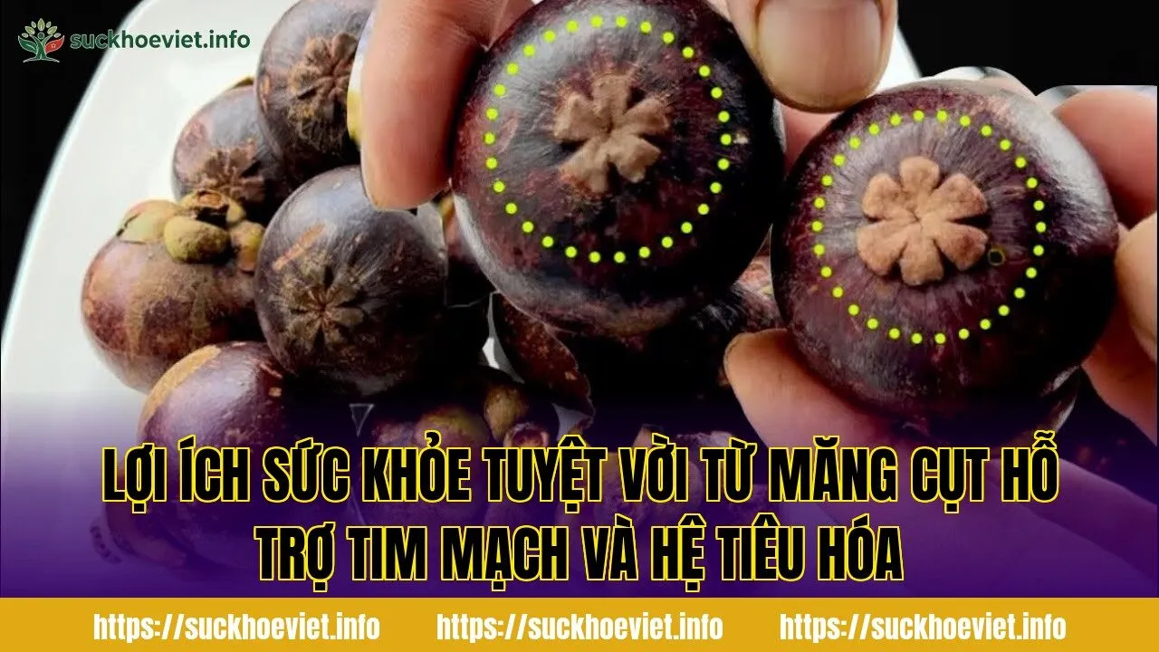 Lợi ích sức khỏe tuyệt vời từ măng cụt hỗ trợ tim mạch và hệ tiêu hóa
