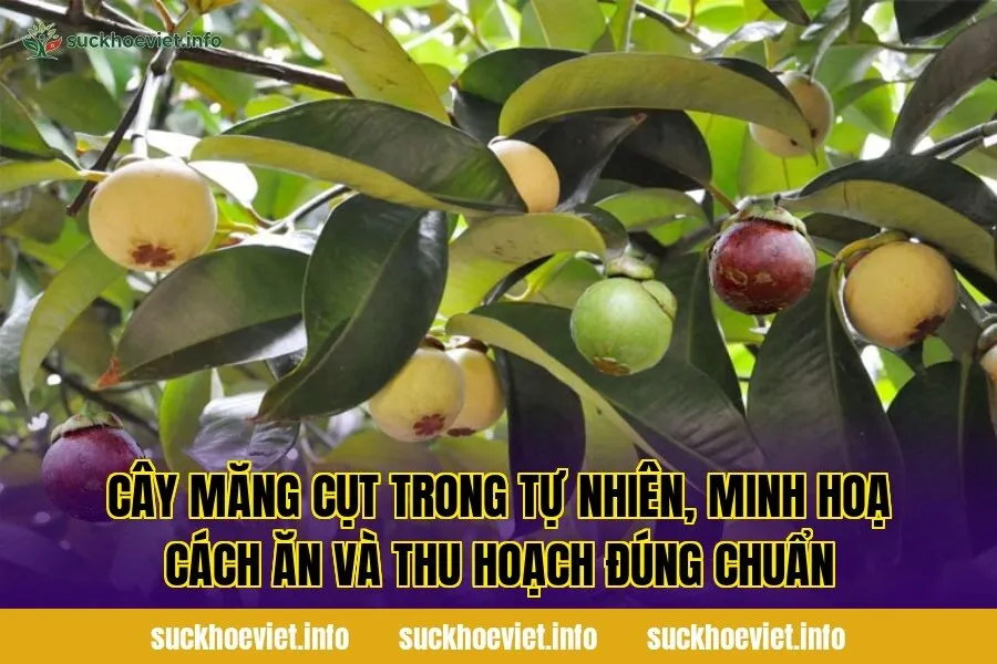 Cây măng cụt trong tự nhiên, minh hoạ cách ăn và thu hoạch đúng chuẩn