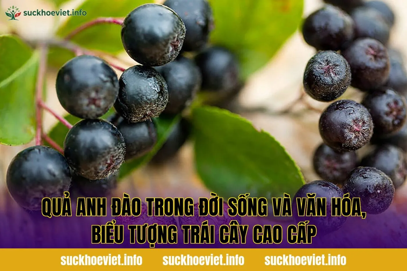 Quả anh đào trong đời sống và văn hóa, biểu tượng trái cây cao cấp