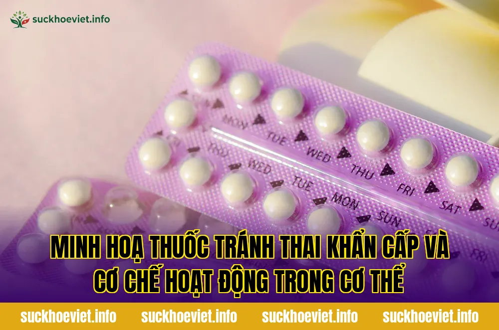 Minh hoạ thuốc tránh thai khẩn cấp và cơ chế hoạt động trong cơ thể