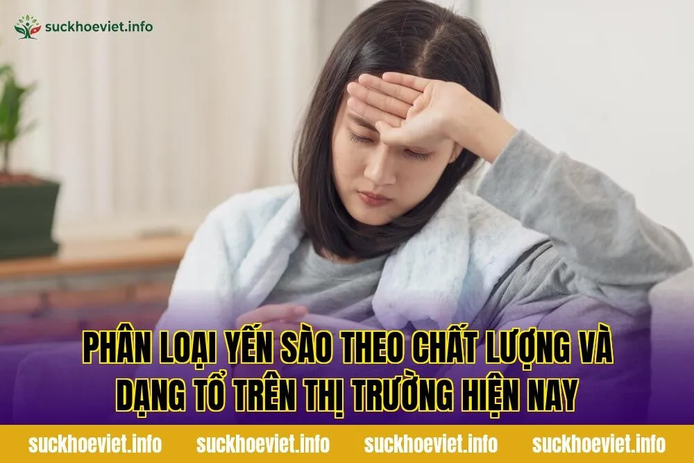 Phân loại yến sào theo chất lượng và dạng tổ trên thị trường hiện nay