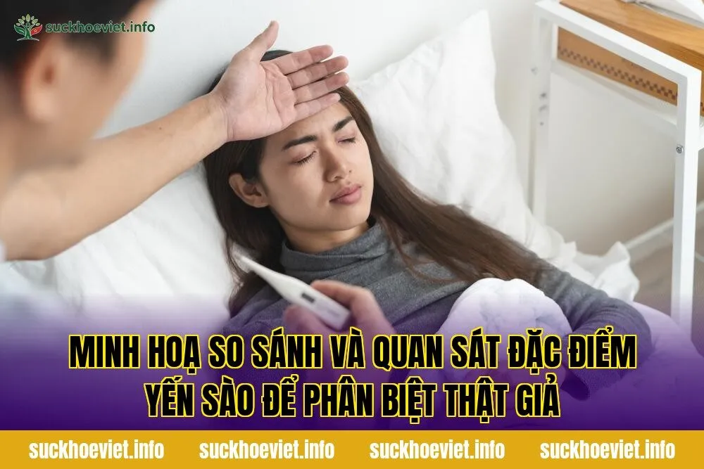 Minh hoạ so sánh và quan sát đặc điểm yến sào để phân biệt thật giả