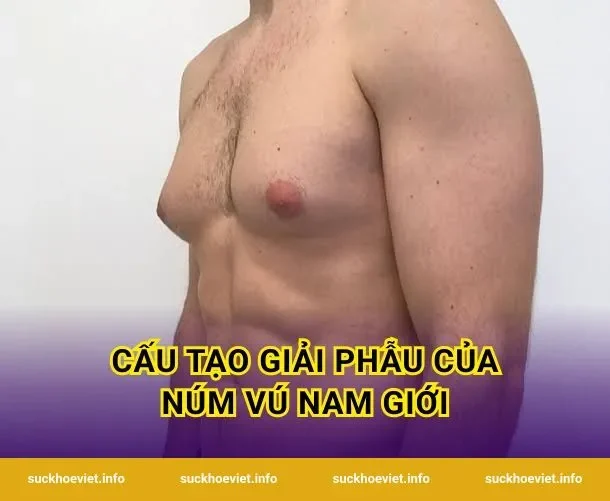Cấu Tạo Giải Phẫu Của Núm Vú Nam Giới
