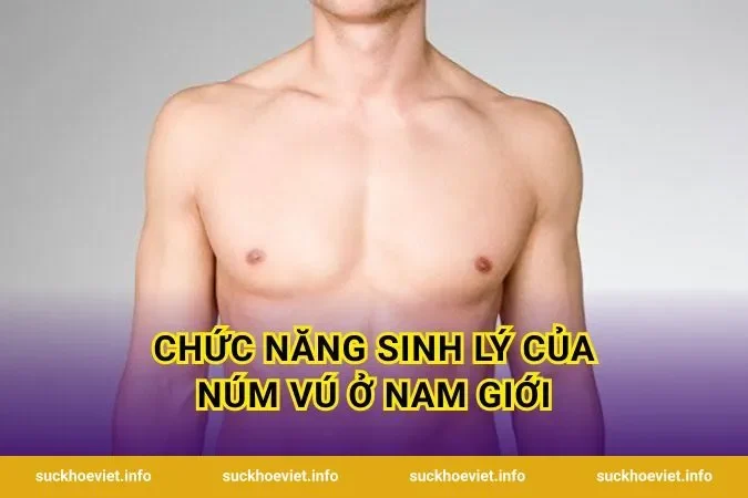 Chức Năng Sinh Lý Của Núm Vú Ở Nam Giới