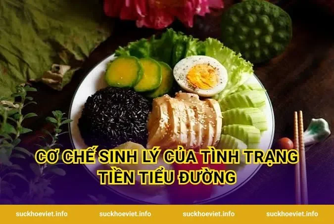 Cơ Chế Sinh Lý Của Tình Trạng Tiền Tiểu Đường